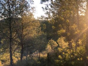 Texra Forest 1.jpeg