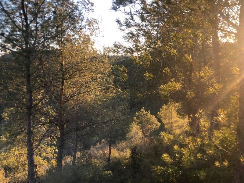 File:Texra Forest 1.jpeg