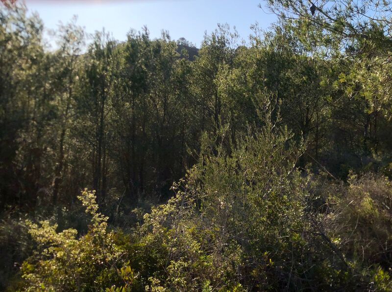 File:Guélla Forest 1.jpeg