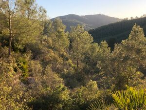 Baix Vuixera Forest 1.jpeg