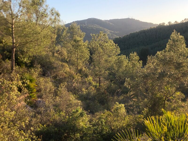 File:Baix Vuixera Forest 1.jpeg